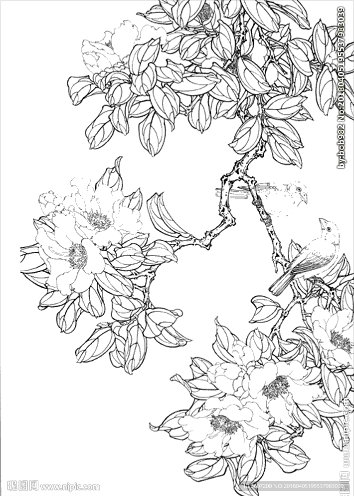 茶花 白描 素描 线描 国画