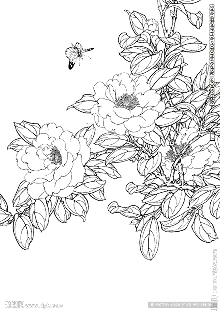茶花 白描 素描 线描 国画