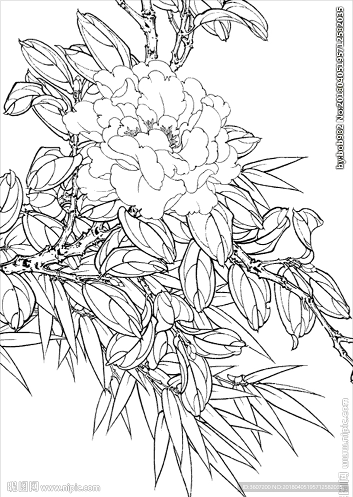 茶花 白描 素描 线描 国画