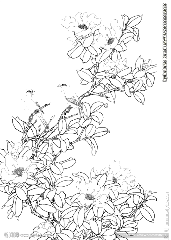 茶花 白描 素描 线描 国画