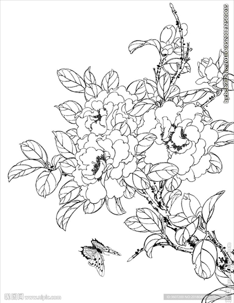 茶花 白描 素描 线描 国画