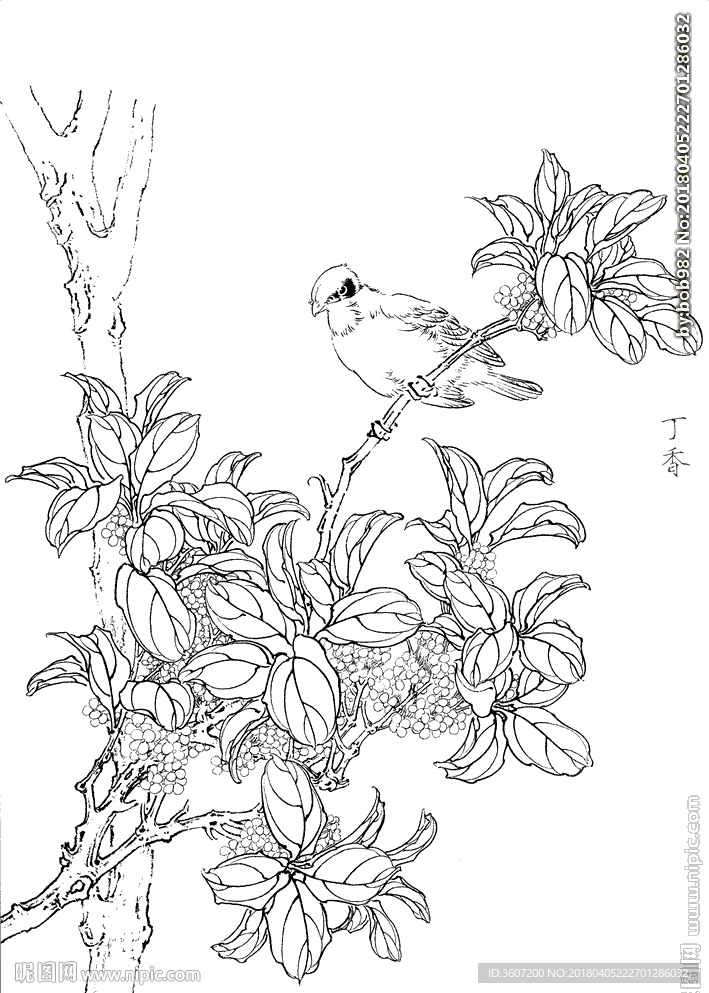 丁香花   白描 素描 线描