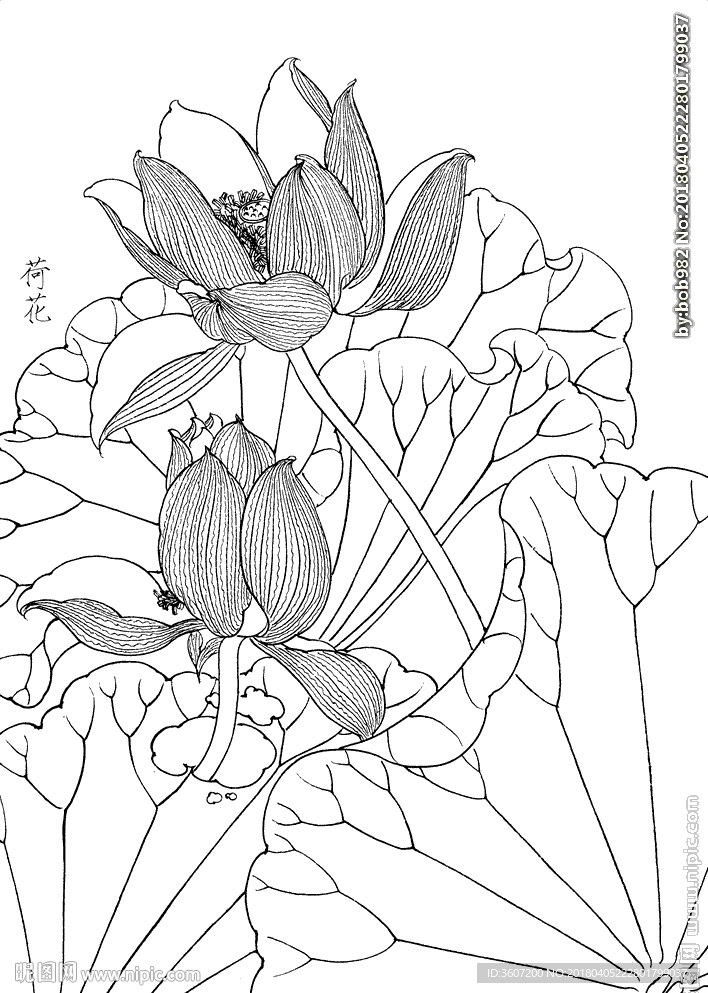 荷花  白描 素描 线描 国画