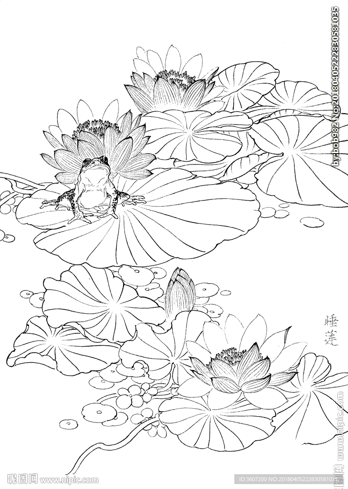 荷花  白描 素描 线描 国画