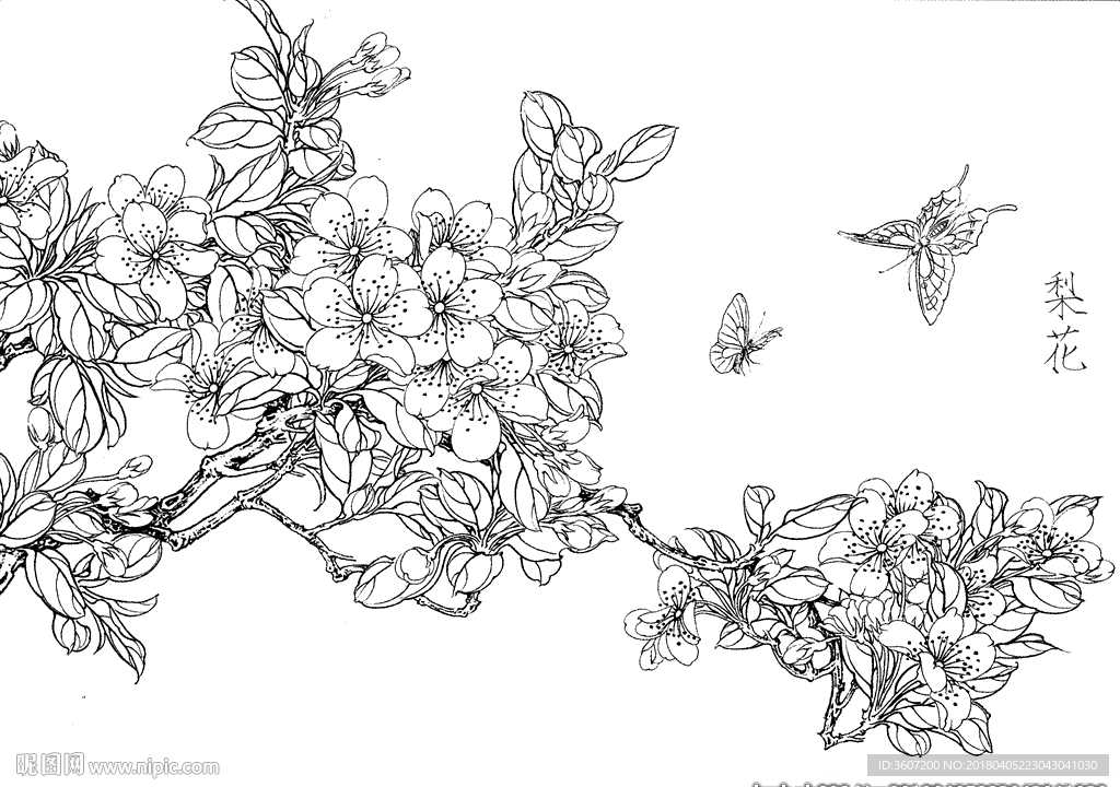 梨花  白描 素描 线描 国画