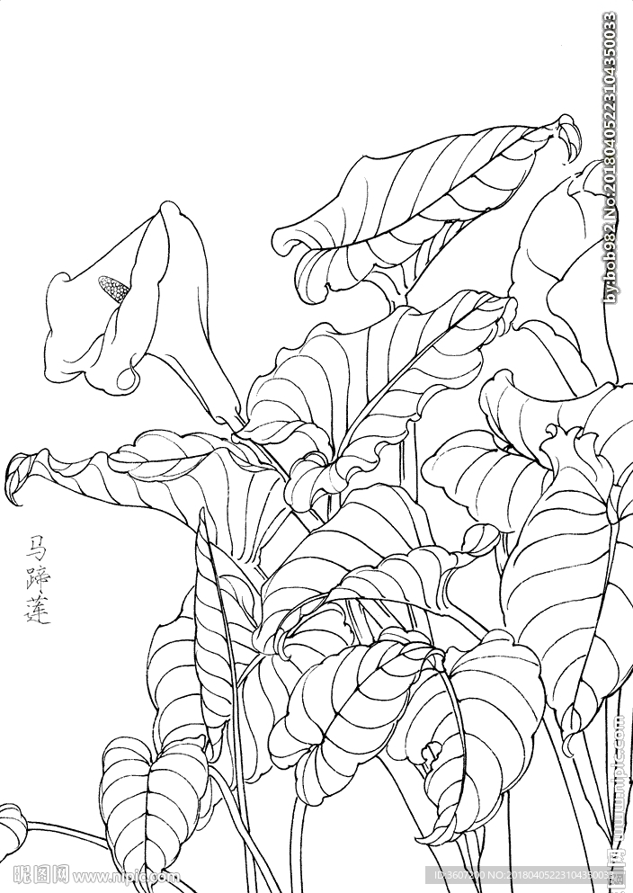 马蹄莲花  白描 素描 线描