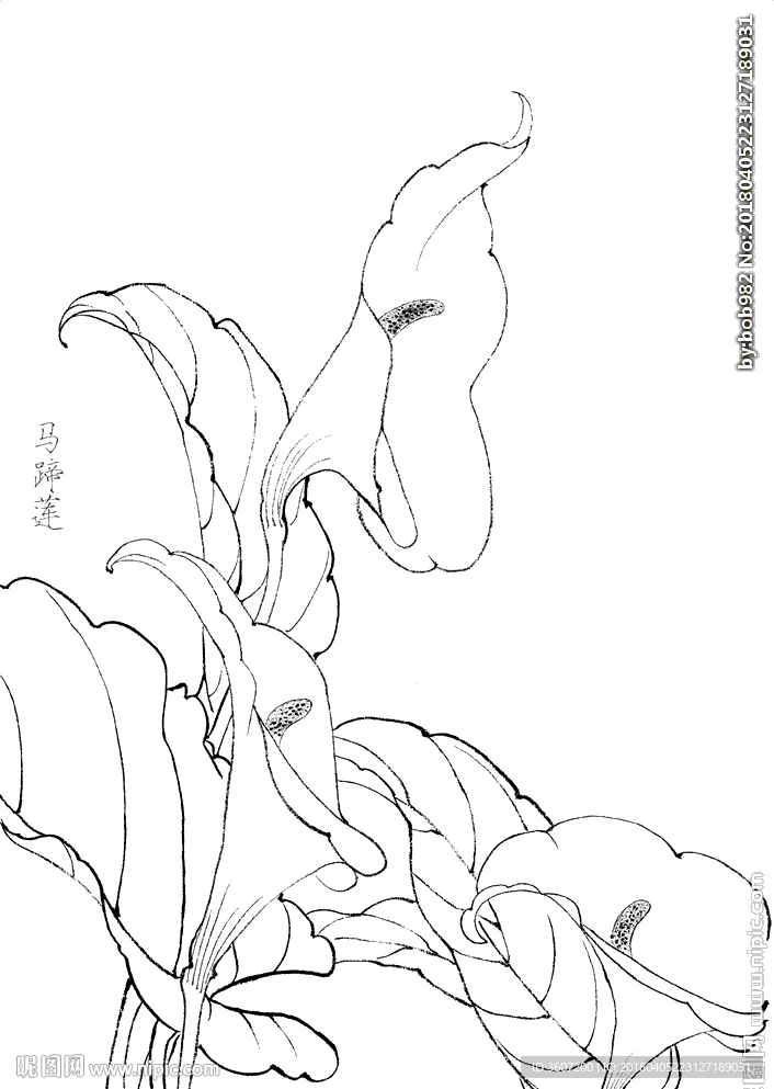 马蹄莲花  白描 素描 线描
