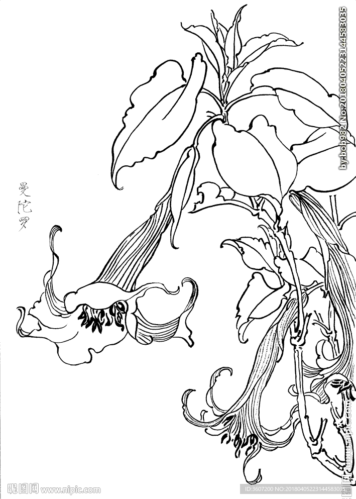 曼陀罗花  白描 素描 线描
