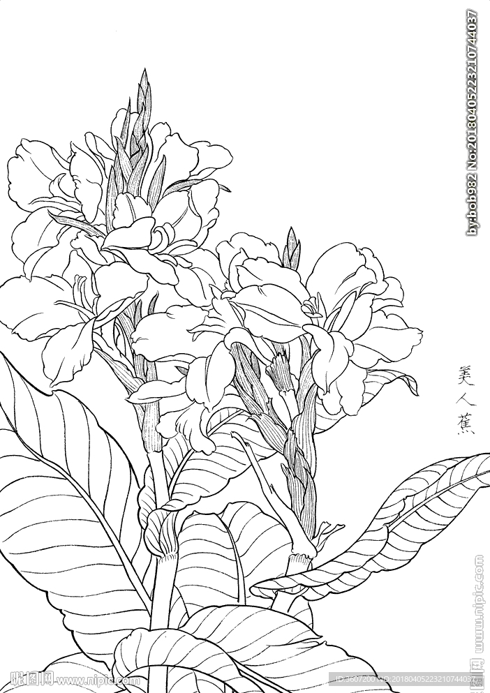 美人蕉  白描 素描 线描 国