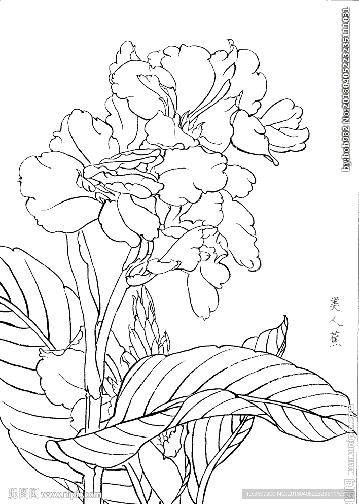 美人蕉  白描 素描 线描