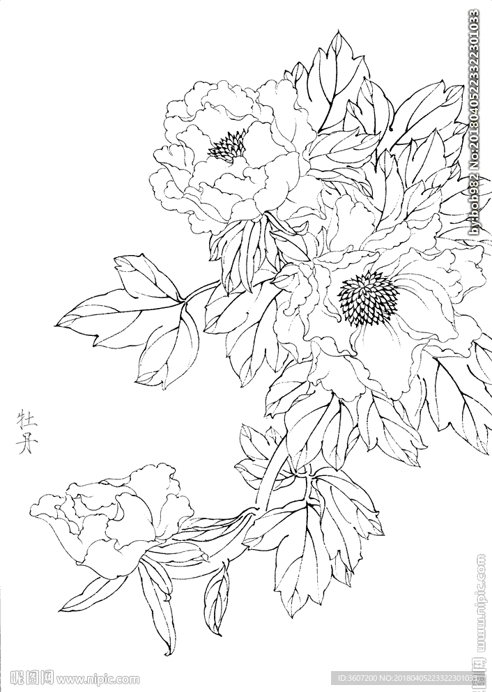 牡丹花白描素描线描国设计图 绘画书法 文化艺术 设计图库 昵图网nipic Com