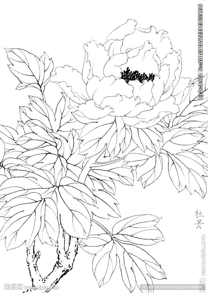 牡丹花  白描 素描 线描 国