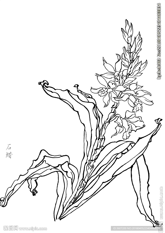 石蜡花  白描 素描 线描 国