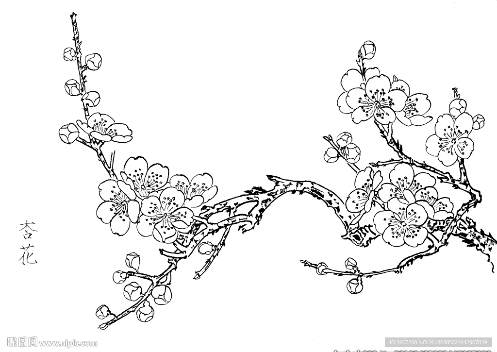 杏花  白描 素描 线描 国画