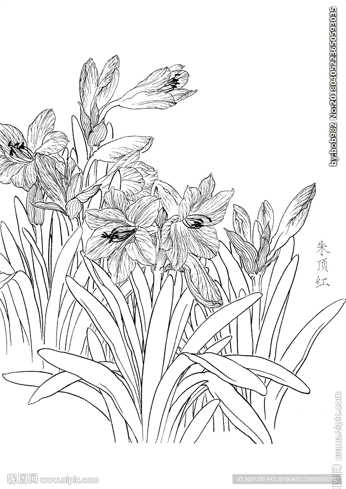 朱顶红  白描 素描 线描 国