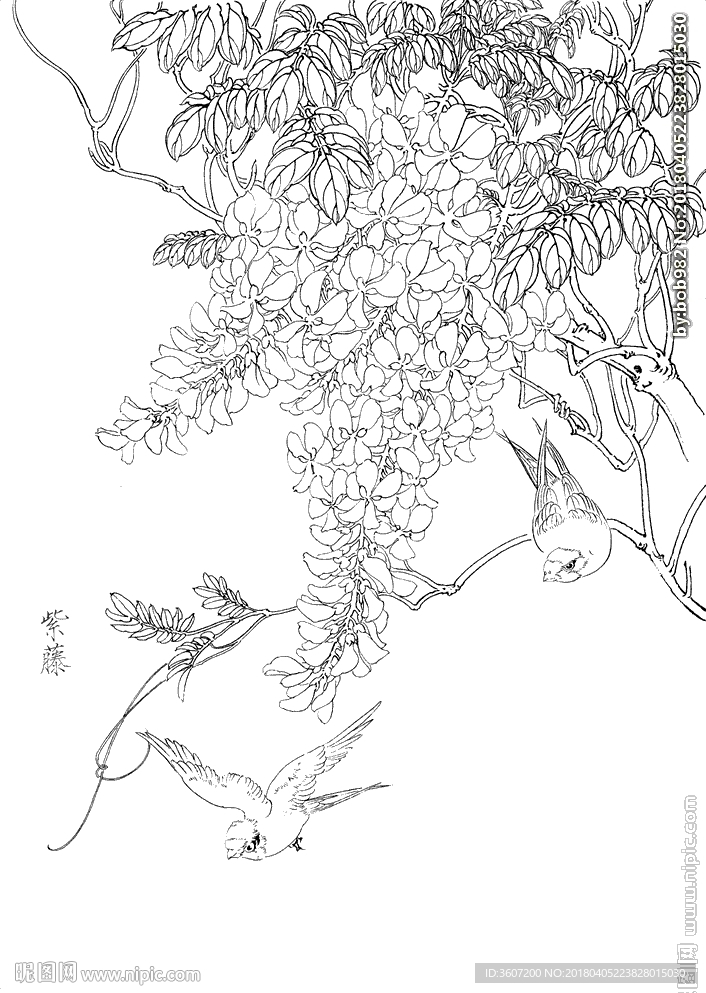 紫藤  白描 素描 线描 国画