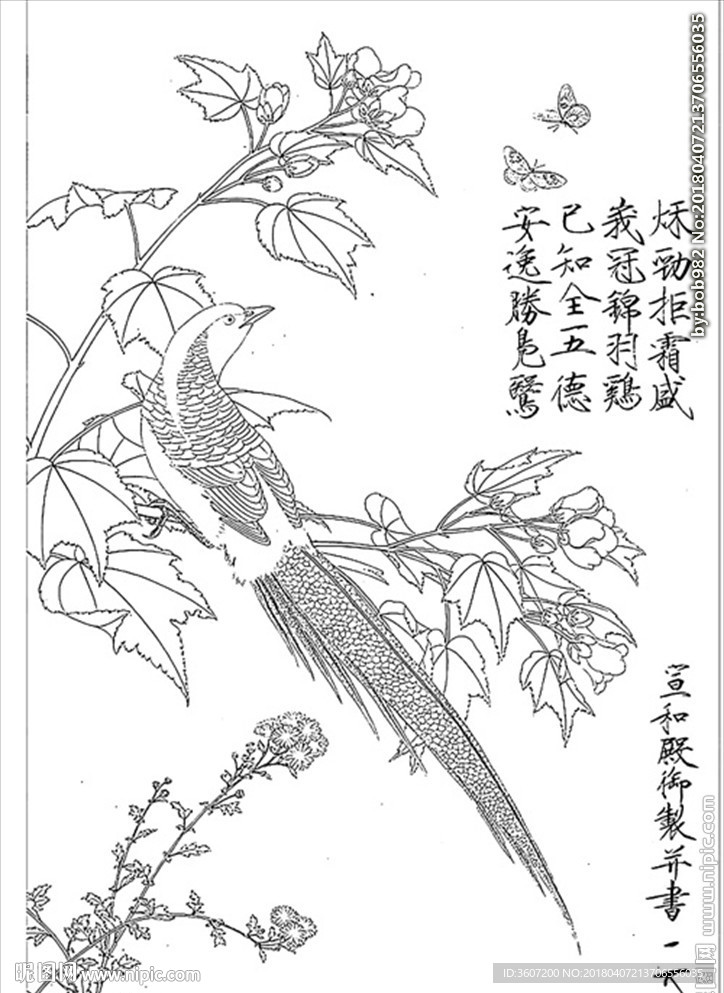 芙蓉锦鸡图 白描 素描 线描