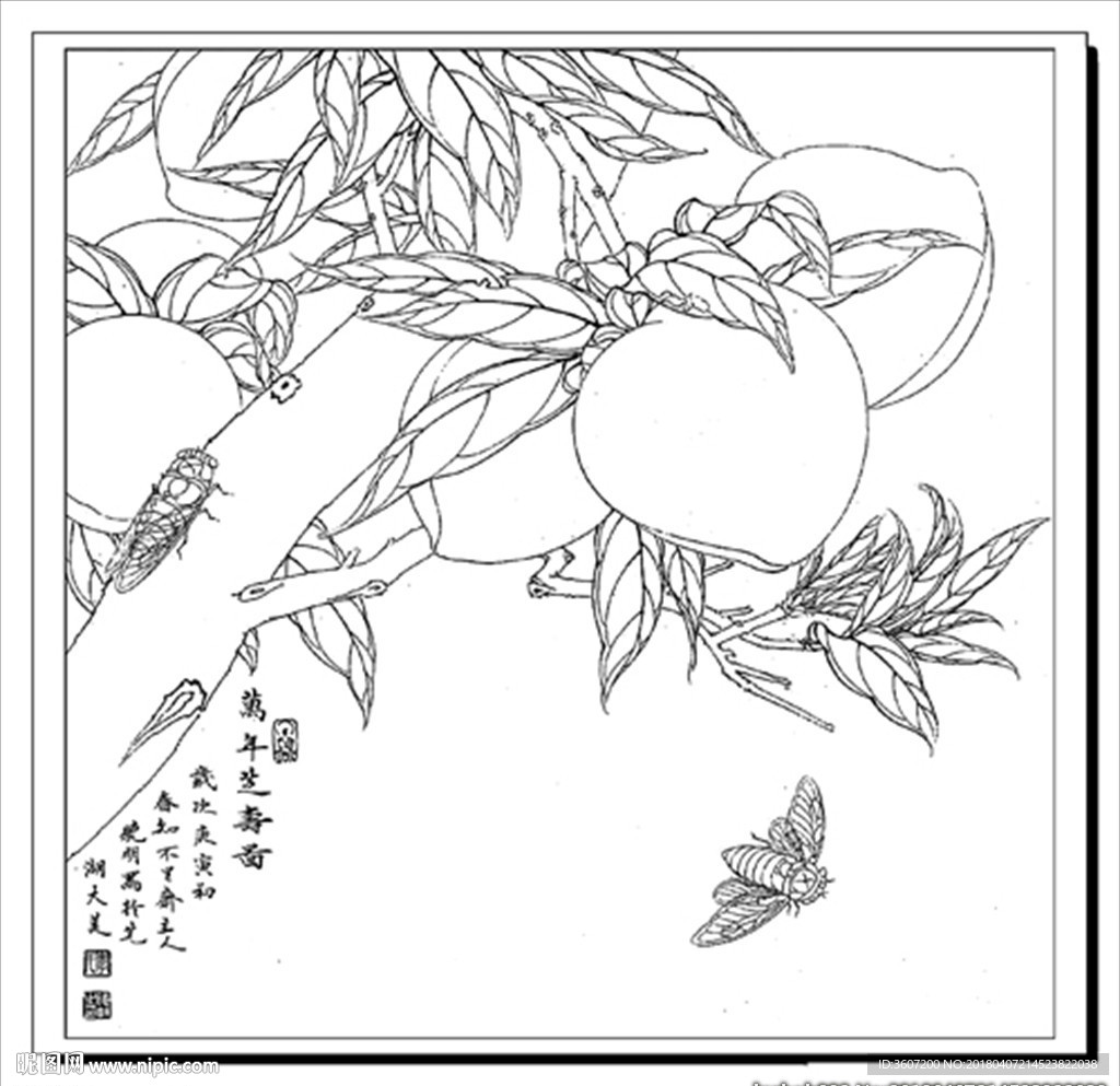 万年之寿 白描 素描 线描 国