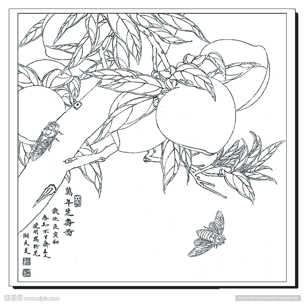 万年之寿 线描 素描 白描