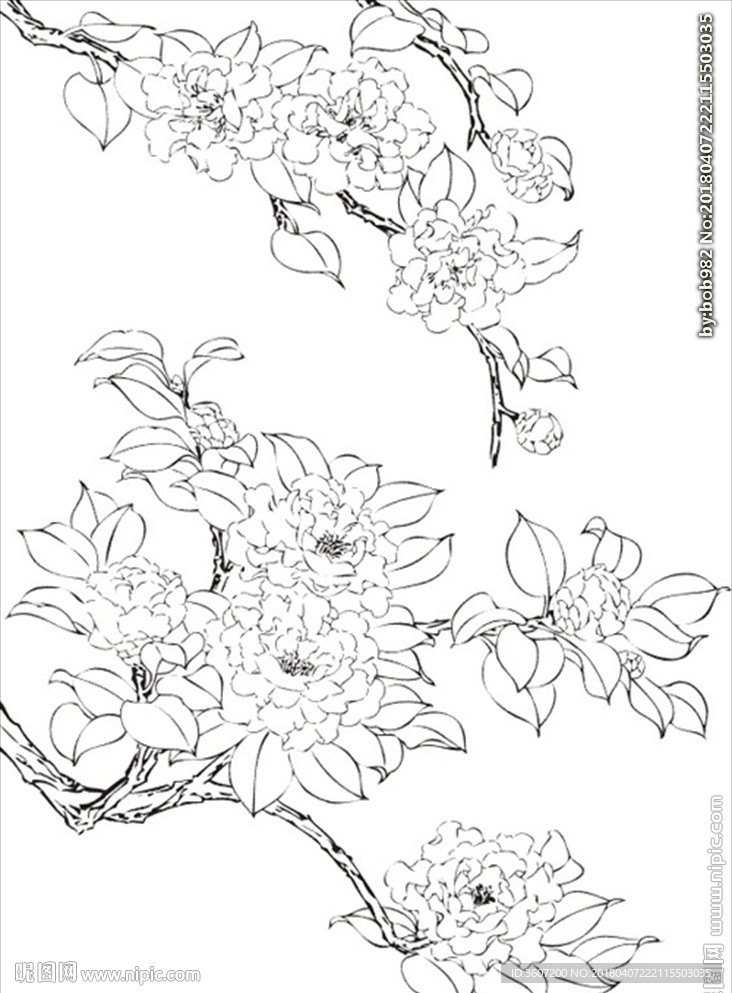 茶花 白描 素描 线描 国画