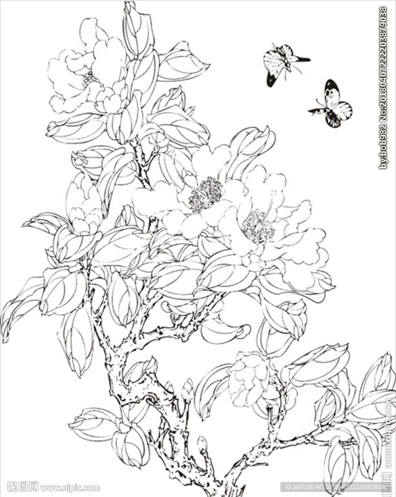 茶花 白描 素描 线描 国画