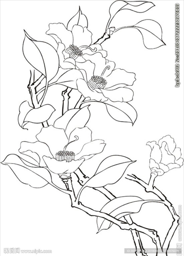 茶花 白描 素描 线描 国画