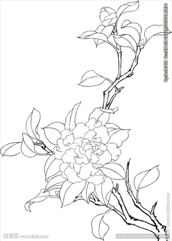 茶花 白描 素描 线描 国画