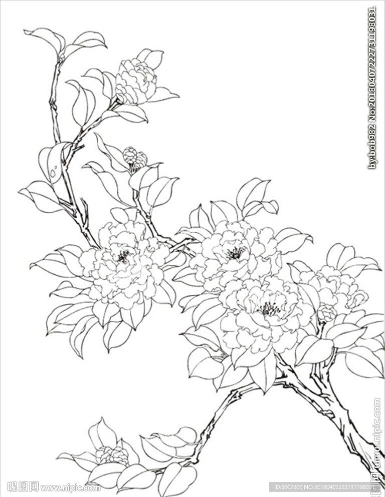 茶花 白描 素描 线描 国画