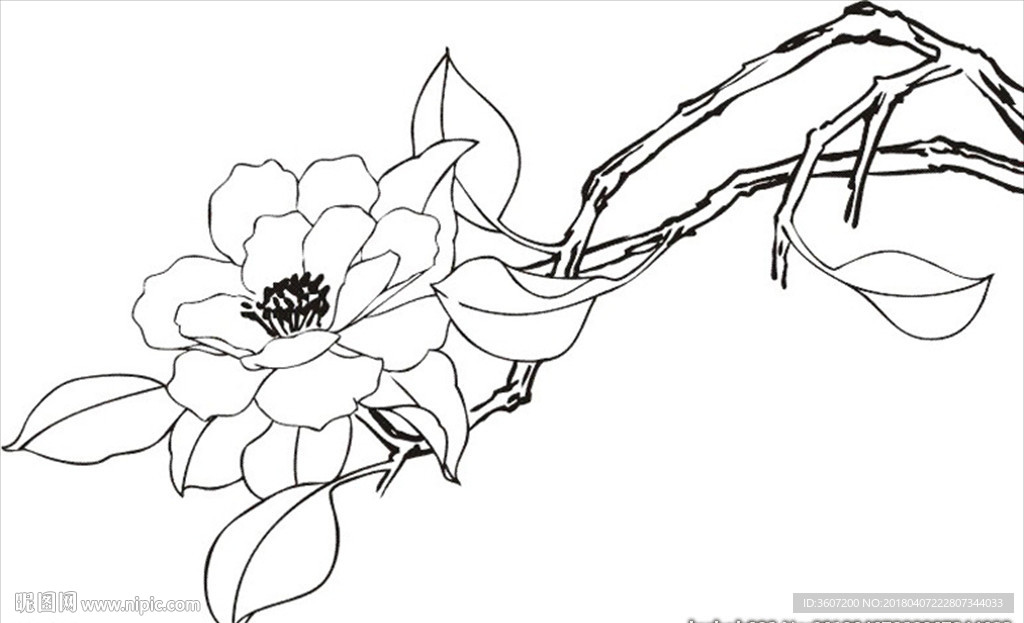 茶花 白描 素描 线描 国画