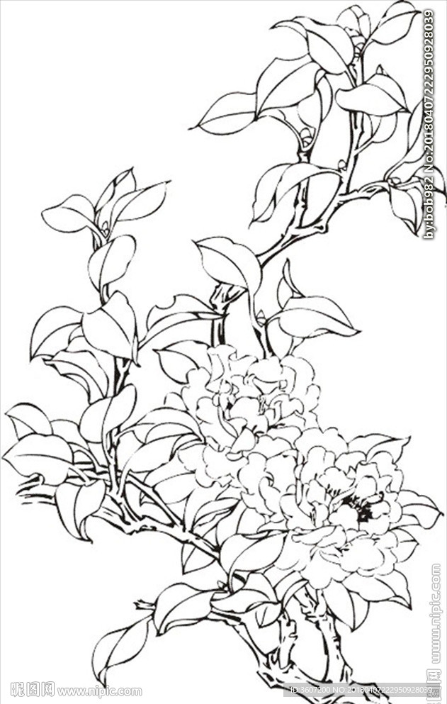 茶花 白描 素描 线描 国画