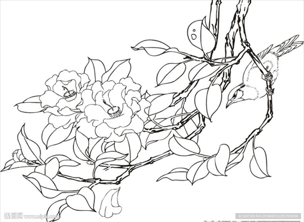 茶花 白描 素描 线描 国画