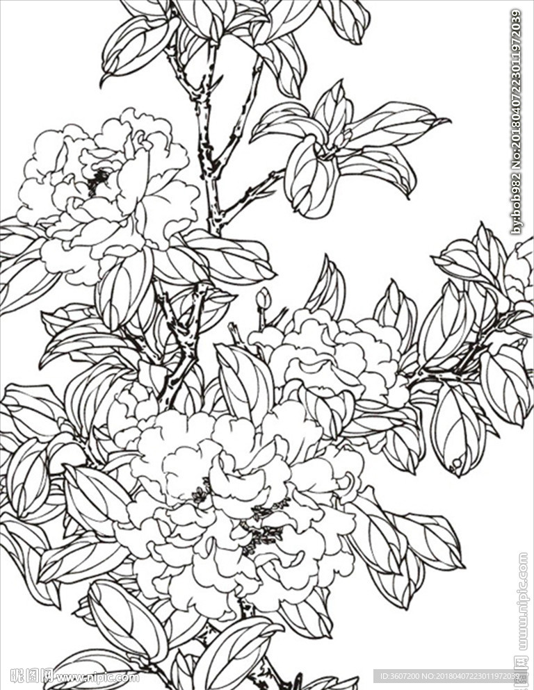 茶花 白描 素描 线描 国画