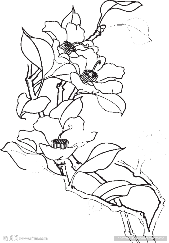 茶花 白描 素描 线描 国画