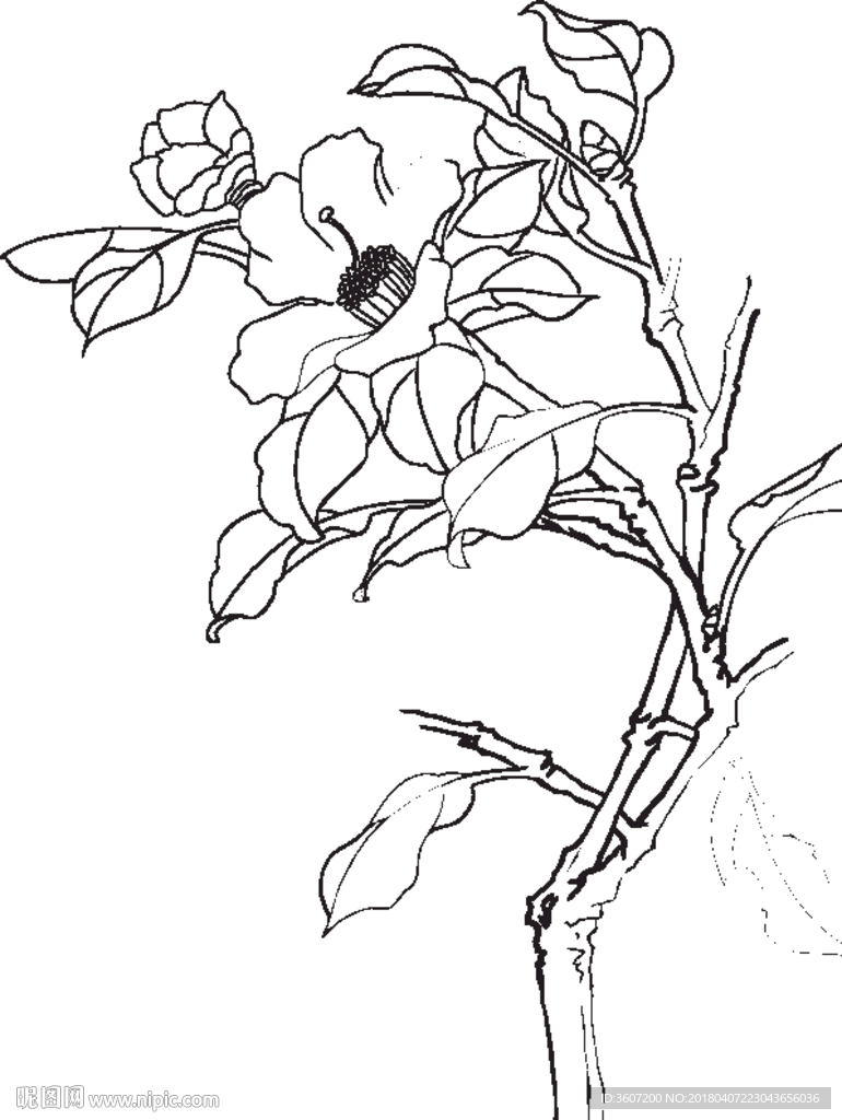 茶花 白描 素描 线描 国画