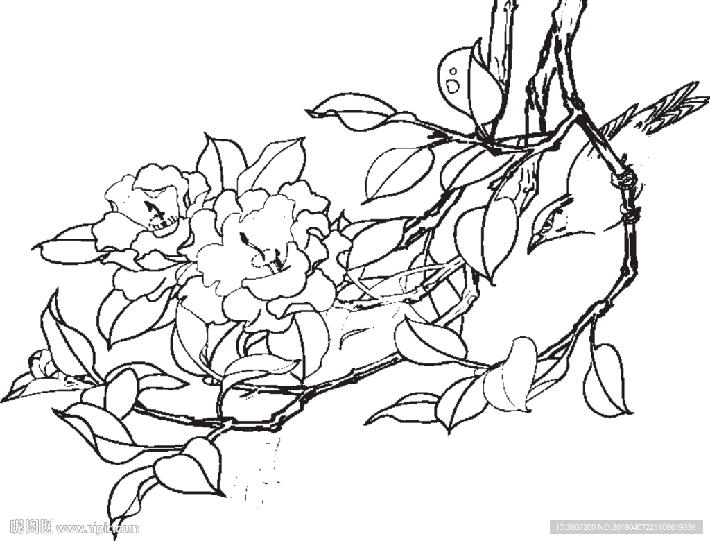 茶花 白描 素描 线描 国画