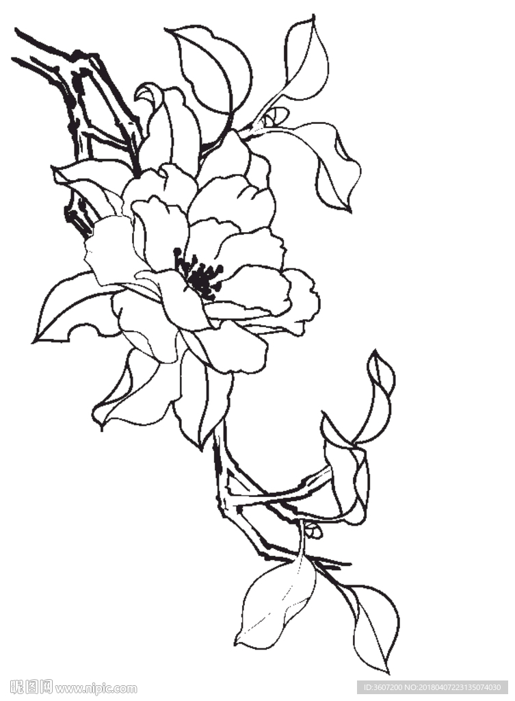 茶花 白描 素描 线描 国画