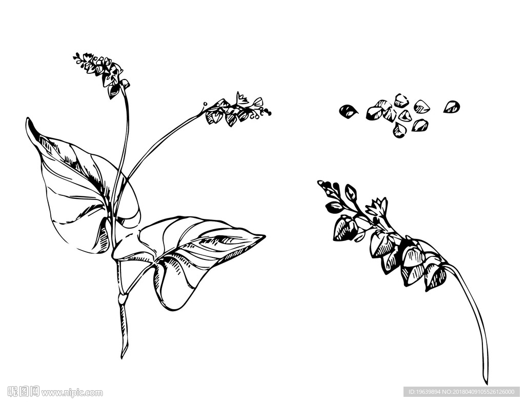 手绘荞麦图片