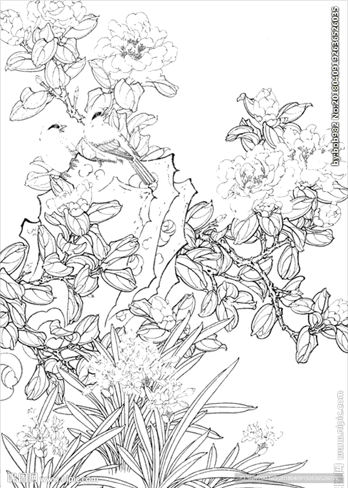 茶花线描 茶花白描 茶花素描