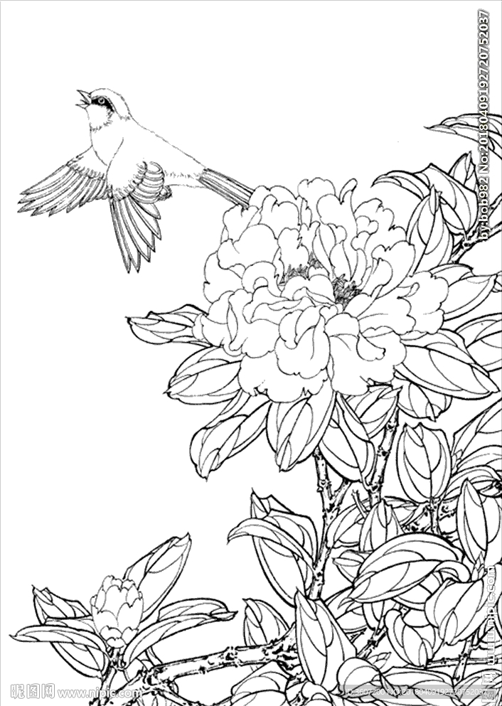 茶花线描 茶花白描 茶花素描