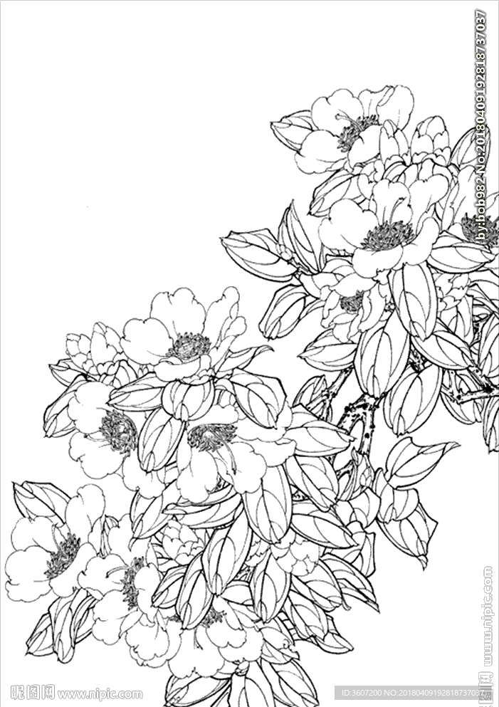 茶花线描 茶花白描 茶花素描