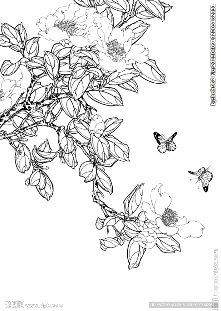 茶花线描 茶花白描 茶花素描