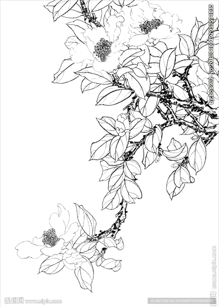 茶花线描 茶花白描 茶花素描