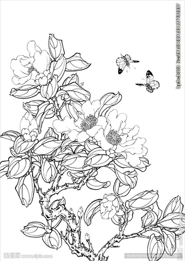 茶花线描 茶花白描 茶花素描