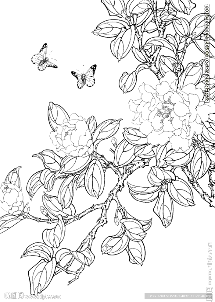 茶花线描 茶花白描 茶花素描