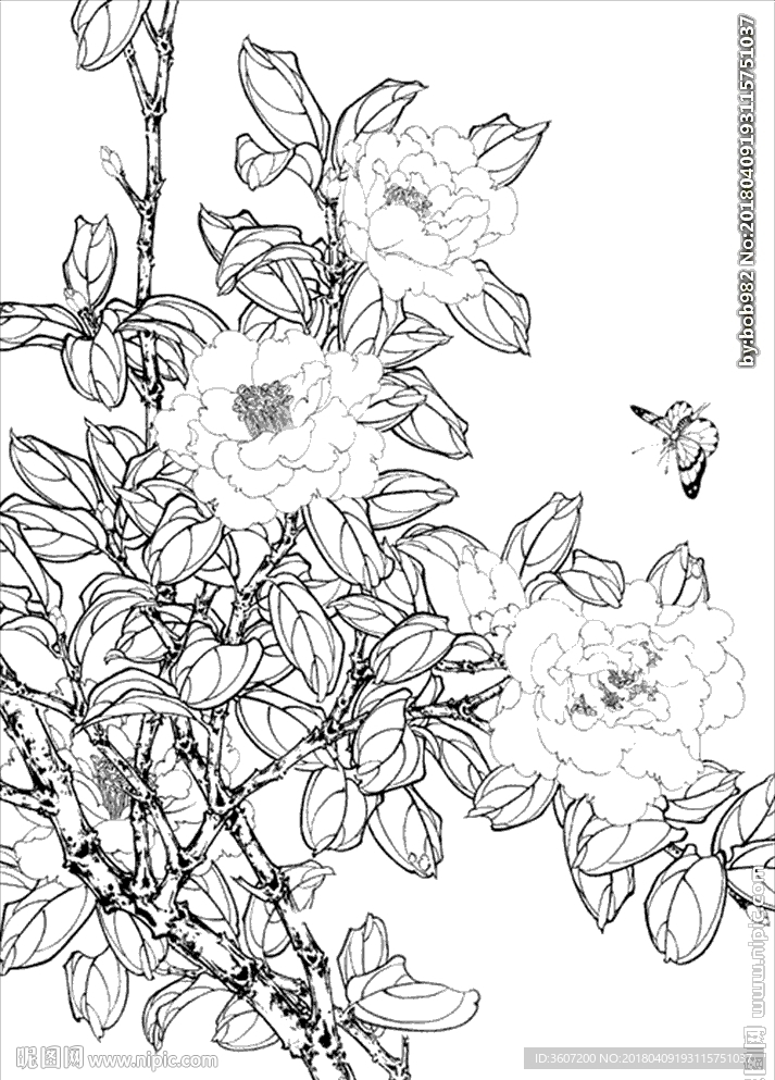 茶花线描 茶花白描 茶花素描