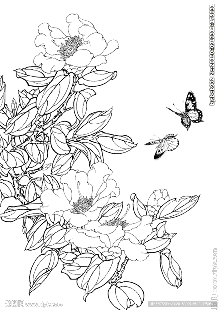 茶花线描 茶花白描 茶花素描