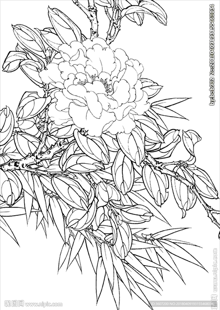 茶花线描 茶花白描 茶花素描