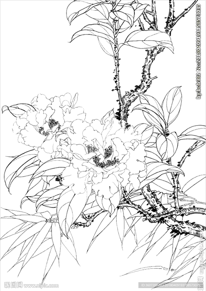 茶花线描 茶花白描 茶花素描