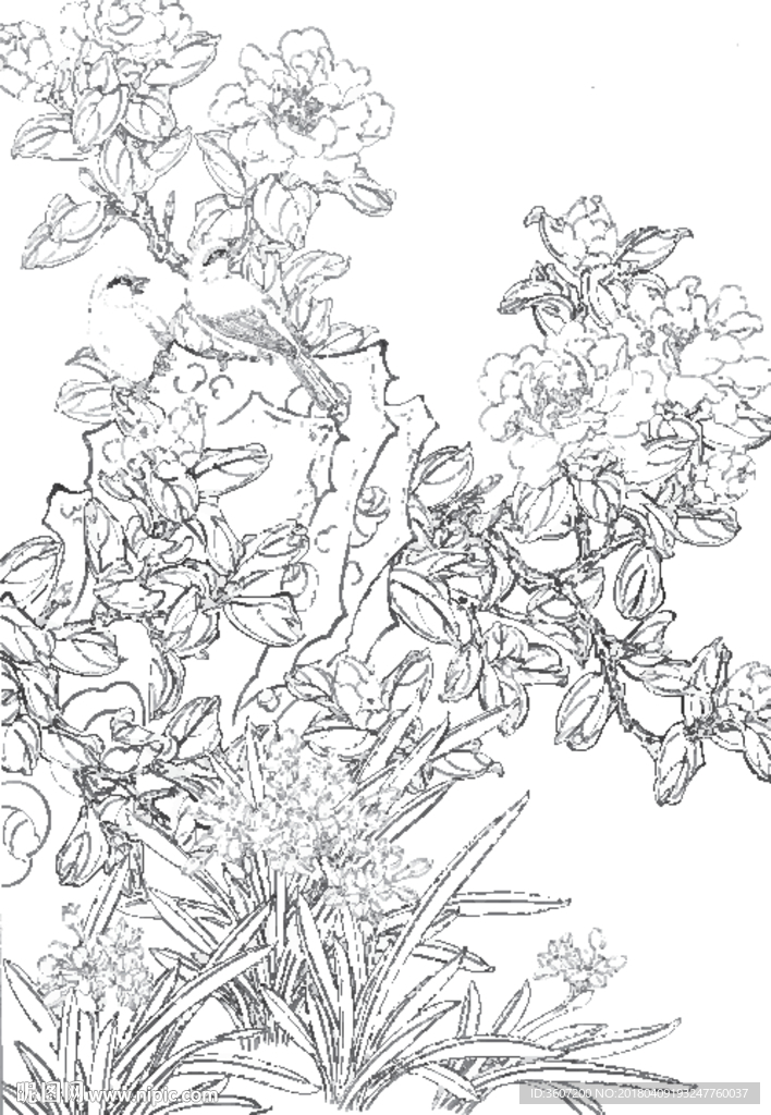 茶花线描 茶花白描