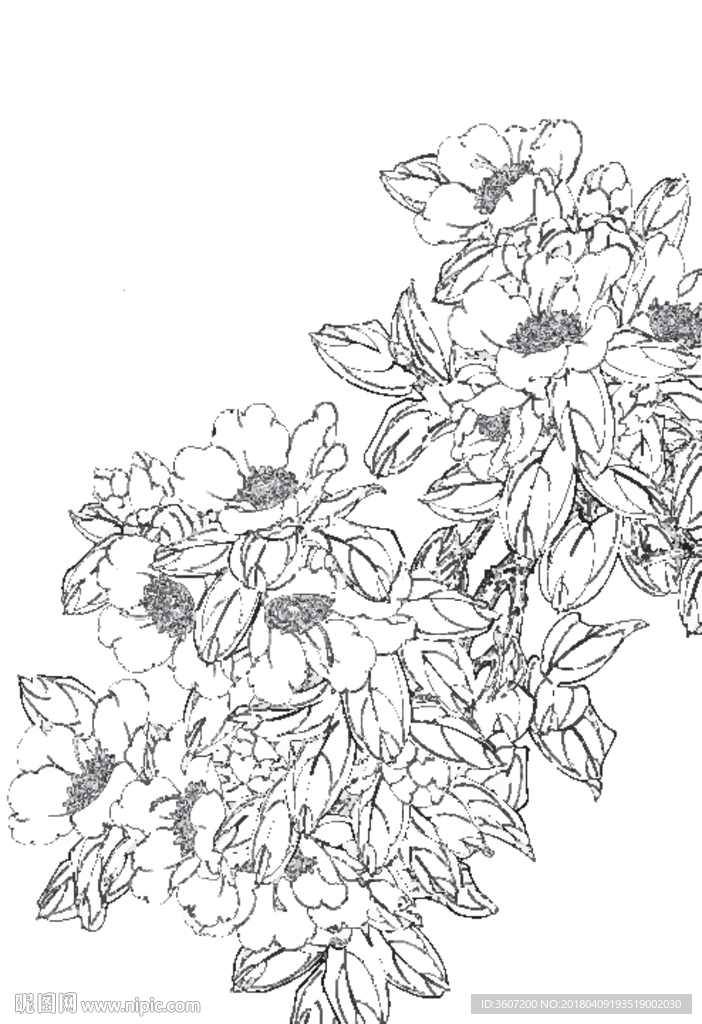 茶花线描 茶花白描 茶花素描